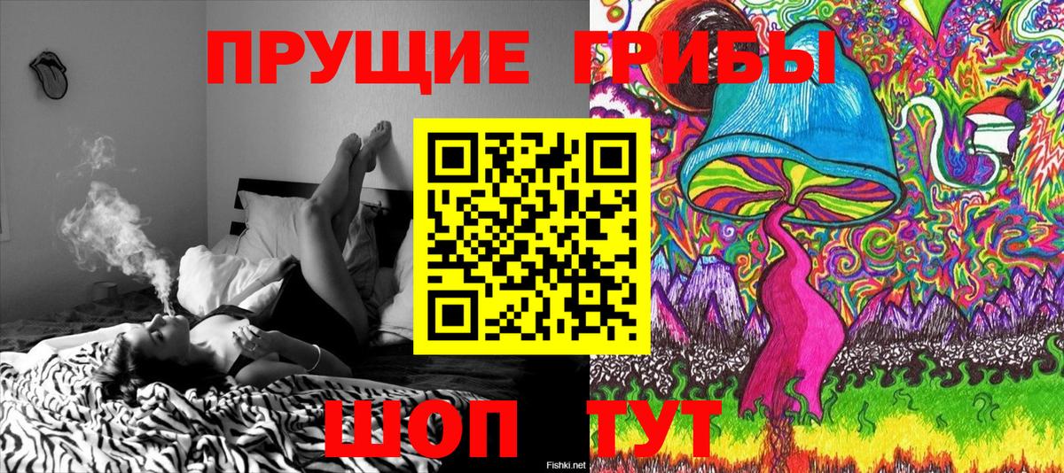 Псилоцибиновые грибы Psilocybe Торжок